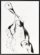 På billedet ser du variationen Illustration m. ramme, Ballet fra brandet House Doctor i en størrelse B: 32 cm. L: 45 cm. i farven Sort/Hvid