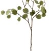 På billedet ser du variationen Gren, Eucalyptus fra brandet House Doctor i en størrelse H: 80 cm. B: 30 cm. i farven Natur
