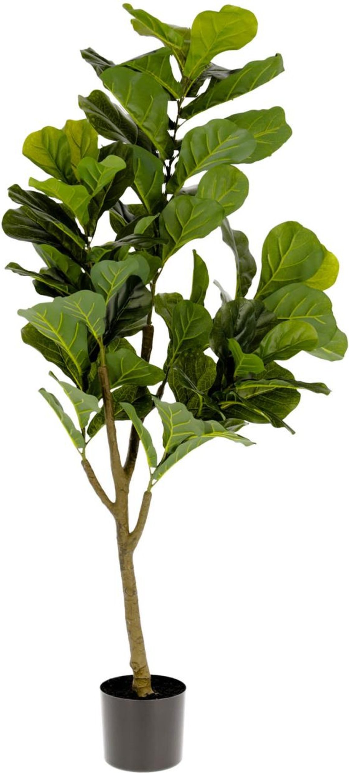 Ficus, Kunstig plante, moderne, plast by LaForma (H: 150 cm. B: 60 cm. L: 60 cm., Grøn/Sort)