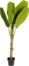 På billedet ser du variationen Banano, Kunstig plante, moderne, kolonial, plast fra brandet LaForma i en størrelse H: 160 cm. B: 90 cm. L: 90 cm. i farven Grøn/Sort