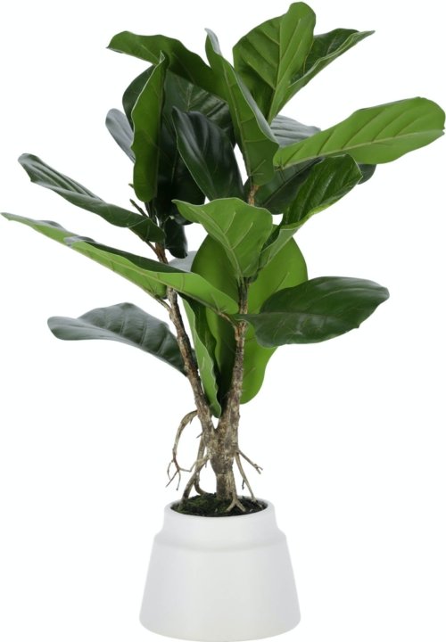 På billedet ser du variationen Lyrata, Kunstig plante, moderne, plast fra brandet LaForma i en størrelse H: 60 cm. B: 30 cm. L: 30 cm. i farven Grøn/Hvid