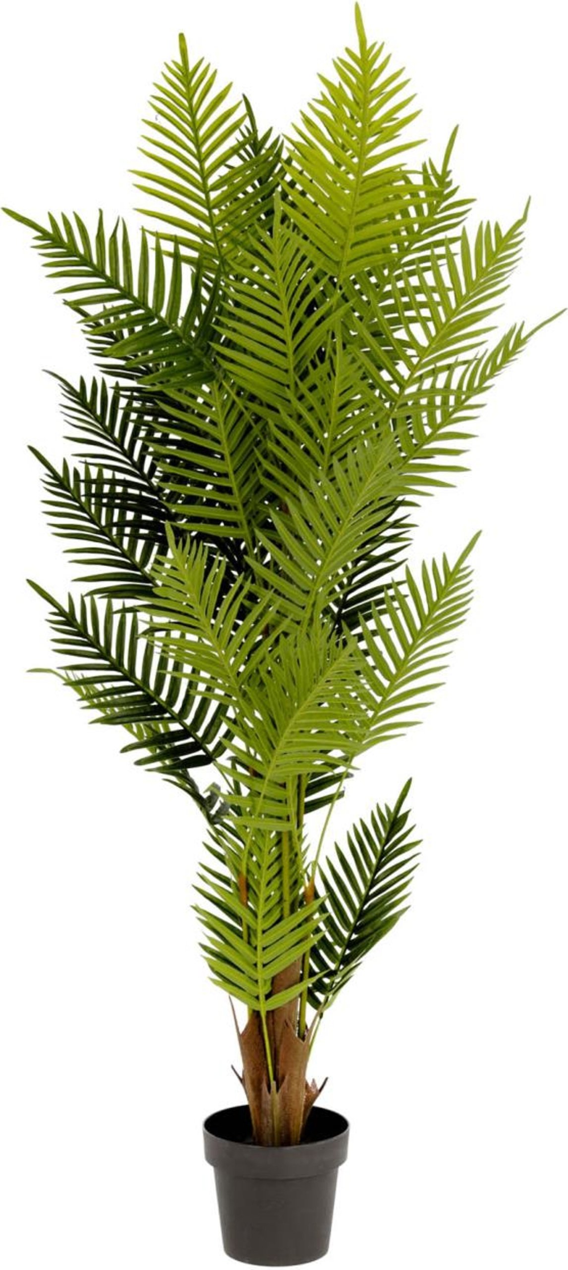 Palmera, Kunstig plante, moderne, plast by LaForma (H: 150 cm. B: 70 cm. L: 70 cm., Grøn/Sort)