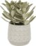 På billedet ser du variationen Kalanchoe, Kunstig plante, moderne, plast fra brandet LaForma i en størrelse H: 23 cm. B: 20 cm. L: 20 cm. i farven Grøn/Grå/Guld