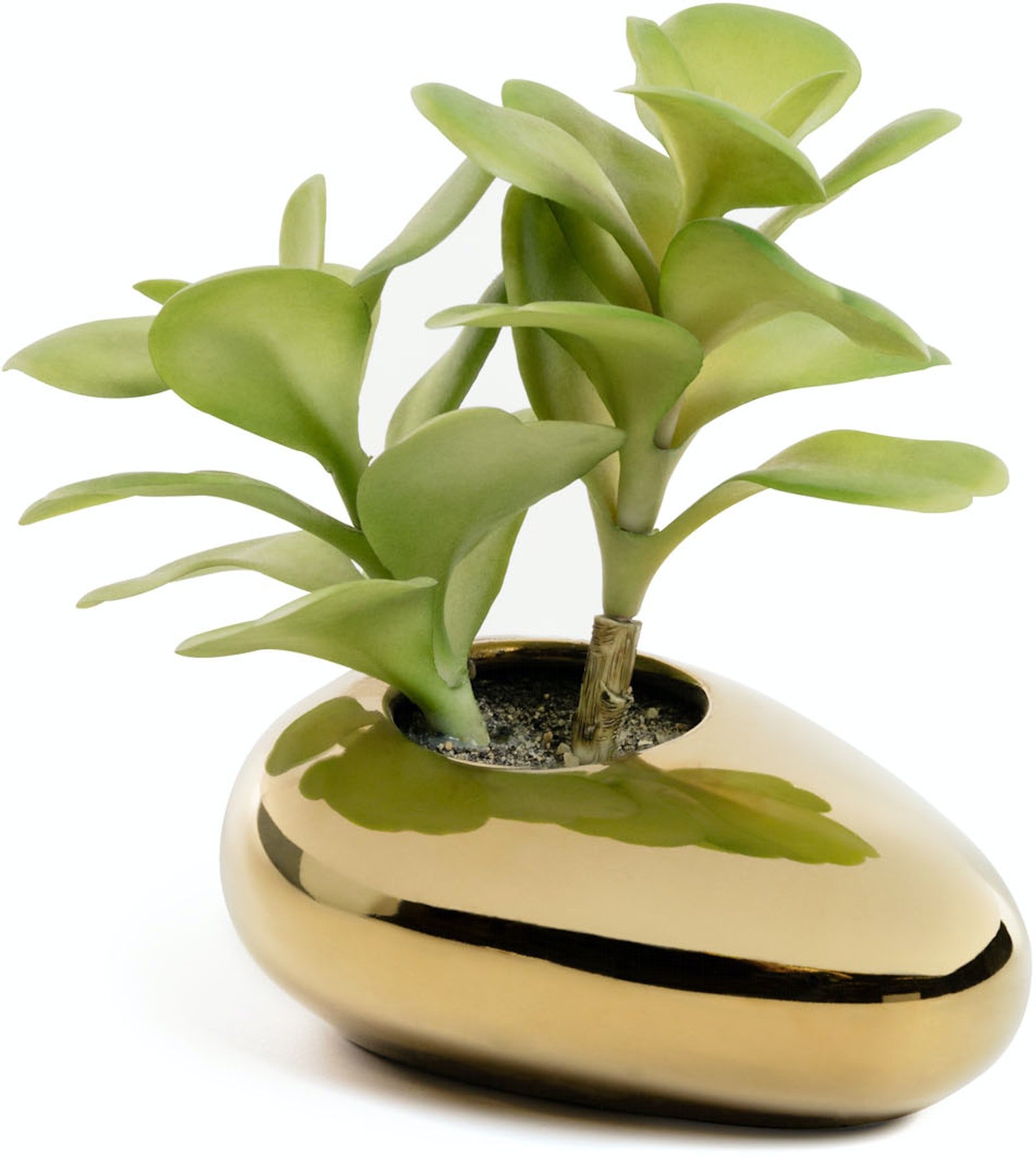 Adenium, Kunstig plante, Plast by LaForma (H: 15 cm. x B: 9 cm. x L: 11 cm., Guld/Grøn)