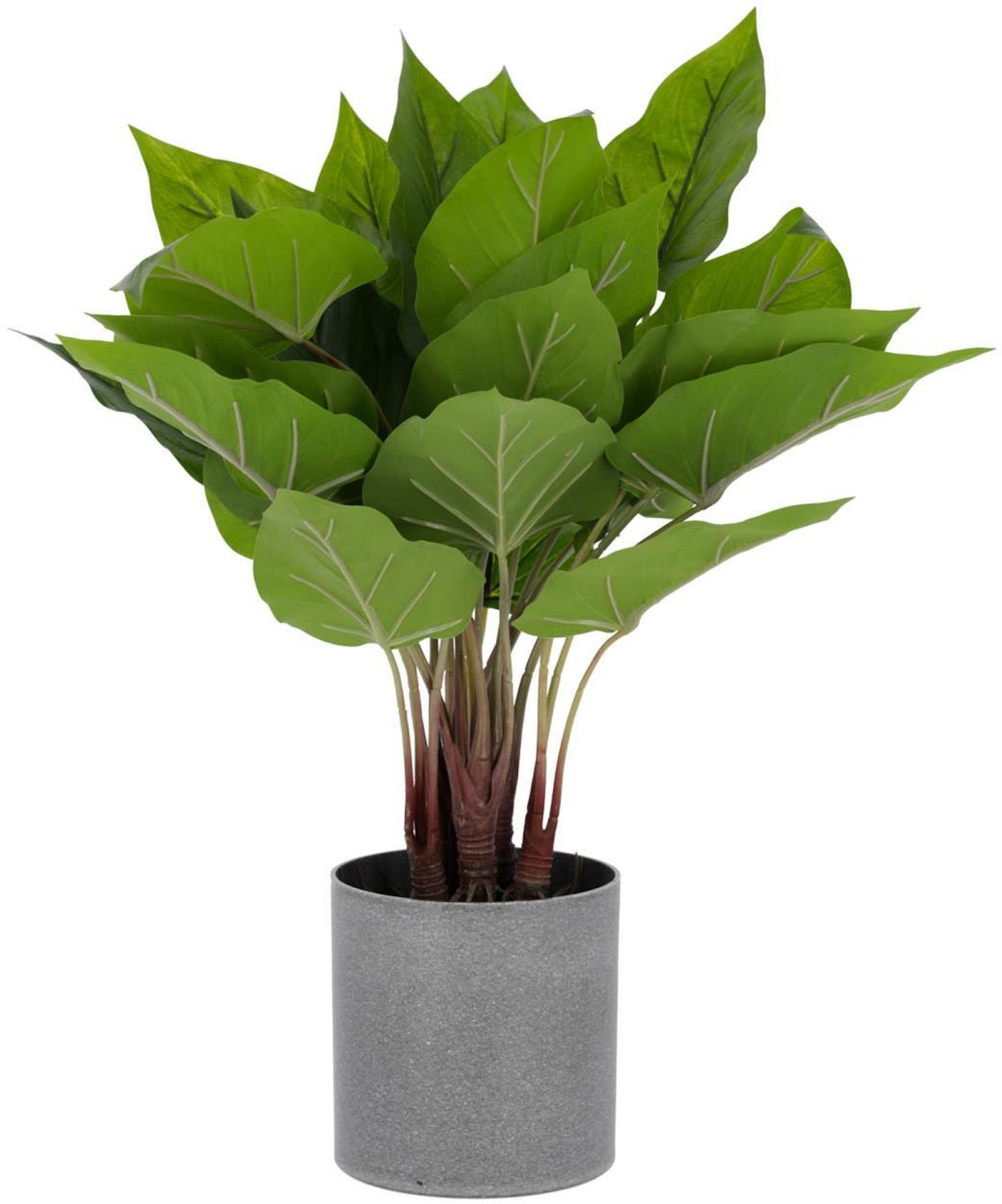 Anthurium, Kunstig plante, Plast by LaForma (H: 50 cm. x B: 40 cm. x L: 40 cm., Grøn/Grå)