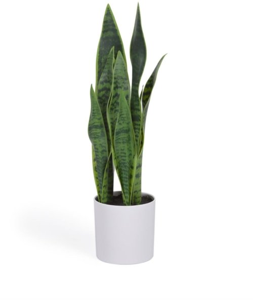 På billedet ser du variationen Sansevieria, Kunstig plante, plast fra brandet LaForma i en størrelse H: 55 cm. x B: 18 cm. x L: 19 cm. i farven Hvid
