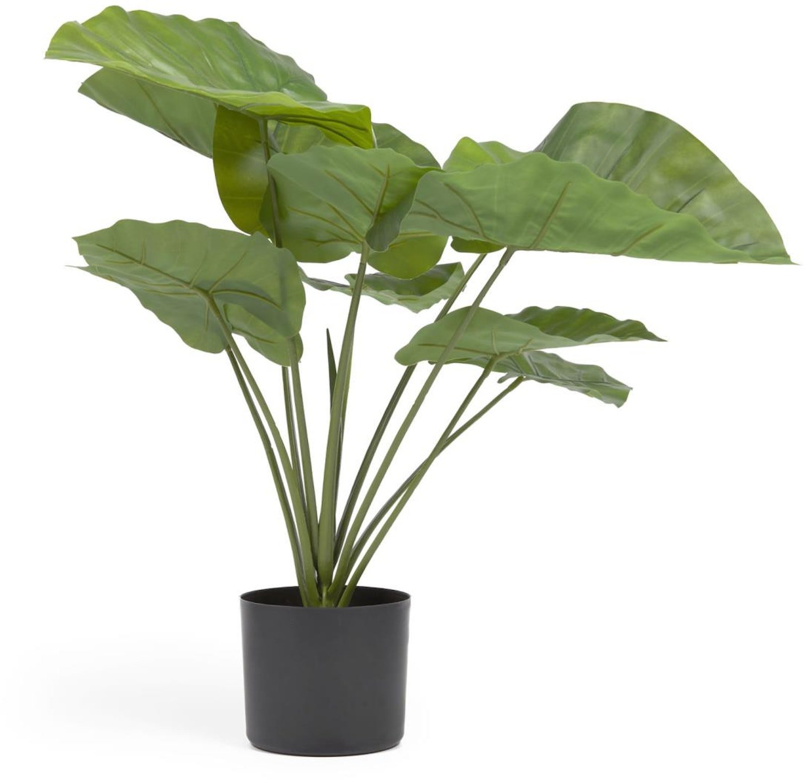 Alocasia, Kunstig plante, plast by LaForma (H: 57 cm. x B: 63 cm. x L: 63 cm., Sort)