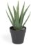 På billedet ser du variationen Aloe vera, Kunstig plante, plast fra brandet LaForma i en størrelse H: 36 cm. x B: 27 cm. x L: 27 cm. i farven Sort